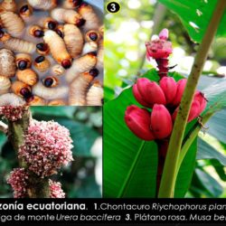 Amazonia Ecuatoriana 2 Amazonia Ecuatoriana 2